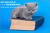 Объявление Британские голубые котята из московского питомника