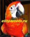 Гибриды попугаев ара - птенцы выкормыши из питомников Европы